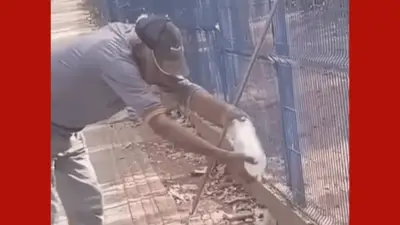 Trabalhador perde parte do dedo após ataque de lagarto teiú em MT