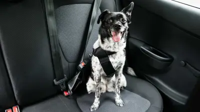 Transporte seguro de pets: regras, riscos e cuidados essenciais