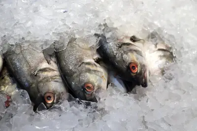 UE avalia retomada de exportações de pescados brasileiros após 8 anos