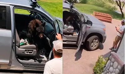 Urso-negro invade caminhonete e ocupa banco do passageiro no Colorado