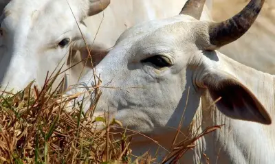 USDA confirma berne-do-novo-mundo no Texas após 60 anos; mercado reage