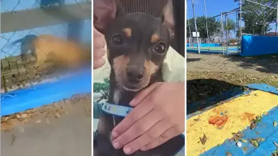 Vídeo mostra pitbull matando pinscher em praça de São José dos Campos
