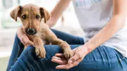 1º Circuito Pet Habitacional oferece serviços gratuitos em Macapá