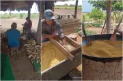1º Festejo da Farinha em Roraima: tradição indígena e cultura