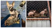 133 gatos e 5 cães resgatados de abrigo clandestino em SP