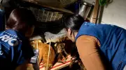 14 cães são resgatados de maus-tratos no Centro do Rio; tutor preso
