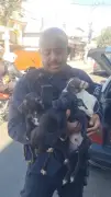 15 cães resgatados e 3 presos por maus-tratos em Três Rios