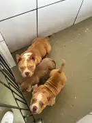 16 cães American Bully resgatados de canil clandestino em Volta Redonda