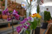 22ª Feira de Flores de Holambra em Juiz de Fora de 2 a 12 de julho