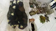40 aves silvestres apreendidas em Buriti dos Lopes, PI