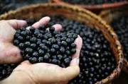 Açaí lidera produção agrícola no Amapá com R$ 92 milhões em 2025