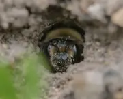 Abelhas subterrâneas: o mundo oculto dos polinizadores do solo