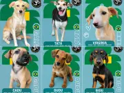Abrigo em Maceió cria álbum de figurinhas para incentivar adoção de cães