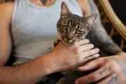 Acariciar gatos piora estresse, sugere estudo