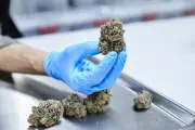 Acesso fácil à maconha eleva risco entre adolescentes mais que pressão social