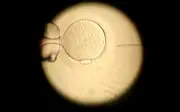 Add-ons de fertilização in vitro falham em comprovar benefícios, aponta estudo