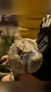 Adolescente flagrado com jacaré na bicicleta no Rio é ouvido pela polícia