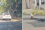 Advogada é denunciada por abandonar cachorro em Campinas; pena pode chegar a 5 anos