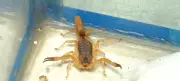 Alagoas tem 4.400 picadas de escorpião-amarelo em 4 meses