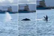 Alerta: filhote de baleia no Porto de Santos; velocidade reduzida