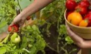 Amapá abre edital para distribuir 40 equipamentos agrícolas a agricultores