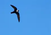 Andorinhões: aves que passam dias sem pousar são registradas em MG