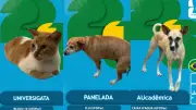 Animais de campus viram figurinhas da Copa para conscientizar estudantes