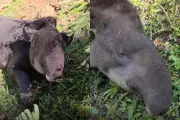 Anta de 180 kg resgatada com ferimentos de caça em Tapiraí