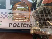 Apreensão de animais silvestres em Piracicaba e Limeira soma 516