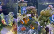 Aqua Salvador: preços, horários e como agendar visita ao aquário no Parque das Dunas