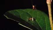 Aranha 'ballista' usa catapulta de seda para capturar formigas na Austrália