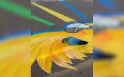 Arara-canindé 'passeia' sobre próprio desenho em rua de Dolcinópolis