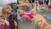 Arraiá pet no Recife reúne cachorros fantasiados em prévia de São João