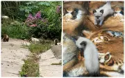 Ativista denuncia morte de 12 gatos envenenados em Várzea Paulista