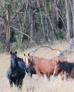 Austrália retoma abate aéreo de cavalos selvagens em parque nacional
