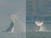Baleia avistada em praia de SP durante campeonato de surfe