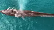 Baleia-fin, segunda maior do mundo, é avistada em Ilhabela