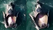 Baleia-franca com boca aberta em SC: mito de engolir humanos é desmentido
