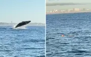 Baleia jubarte e tartaruga marinha encantam remadores em Salvador