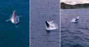 Baleia-jubarte encanta com mais de dez saltos em Arraial do Cabo