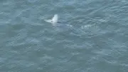 Baleia jubarte juvenil é flagrada na Baía de Guanabara