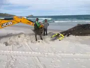 Baleia-jubarte morta é enterrada em Arraial do Cabo após operação