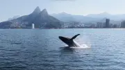 Baleia-jubarte salta mais de 50 vezes em Ipanema e encanta o Rio