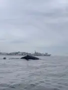 Baleia-jubarte surge ao lado de canoa na Baía de Guanabara; céu do Rio ganha tons impressionantes