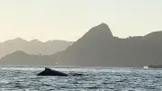 Baleias e golfinhos encantam na Baía de Guanabara; especialista explica