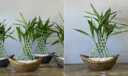 Bambu-da-sorte: onde colocar para atrair prosperidade e equilíbrio