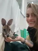 Bebê canguru rejeitada ganha 'mãe' humana em SP