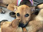 Belém Animal Itinerante leva saúde gratuita para pets em Icoaraci