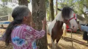Benzer animais: tradição se moderniza no interior do RS
