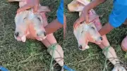 Bezerro nasce com duas cabeças no Maranhão; mãe sobreviveu